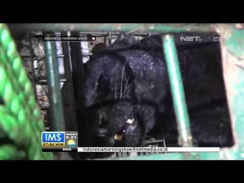 Seekor Macan Kumbang Masuk ke Pemukiman Warga di Cimahi - IMS