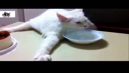 Ленивые коты