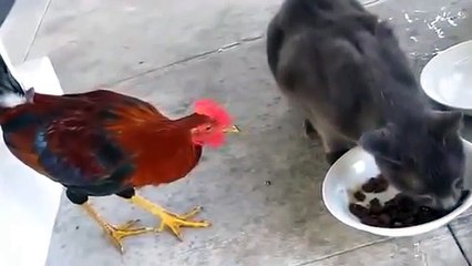 ПРИКОЛ! Петух объедает котика