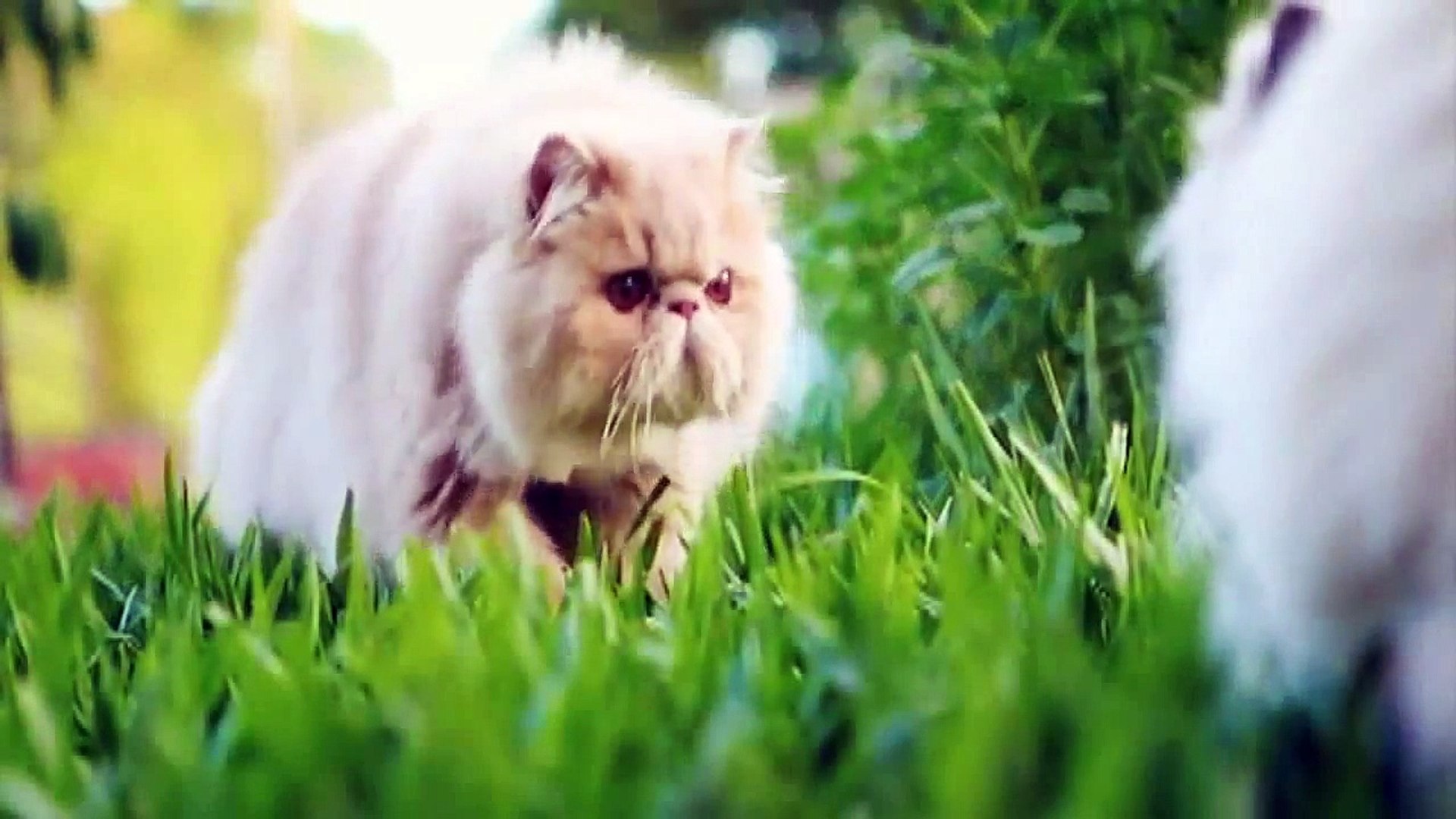 Persian cat, Snowshoe Cat and Himalayan Cat