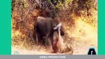 Most Amazing Wild Animal Attacks #6 Cobra vs Lion vs Buffalo vs Tiger