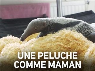 Instant meûgnon : un bébé fourmilier et sa peluche
