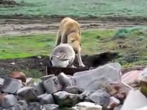 Приколы про животных. Как гусь собаку достал. Fun with animals.