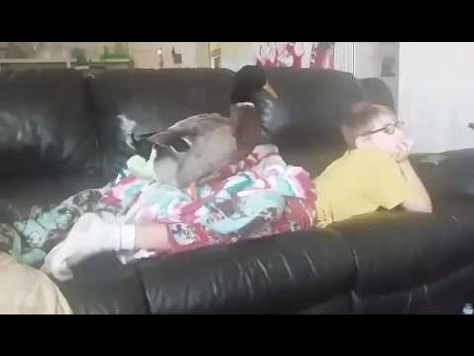 Boy Spends His Sunday Mornings Watching TV With...