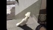 Chatty Cockatoo Climbs Steps to Her Holiday Home
