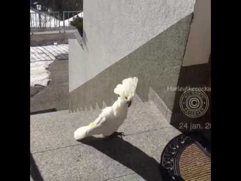 Chatty Cockatoo Climbs Steps to Her Holiday Home
