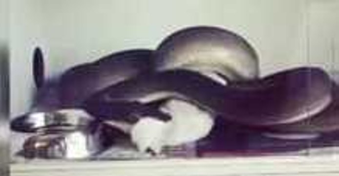 Snake Consumes Rabbit in Grisly Timelapse Footage