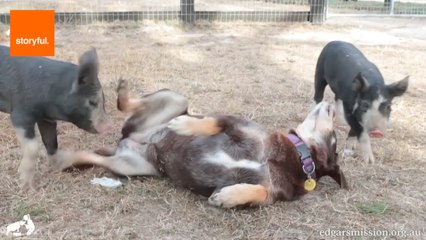 Dog Strikes Up Friendship With Three Piglets