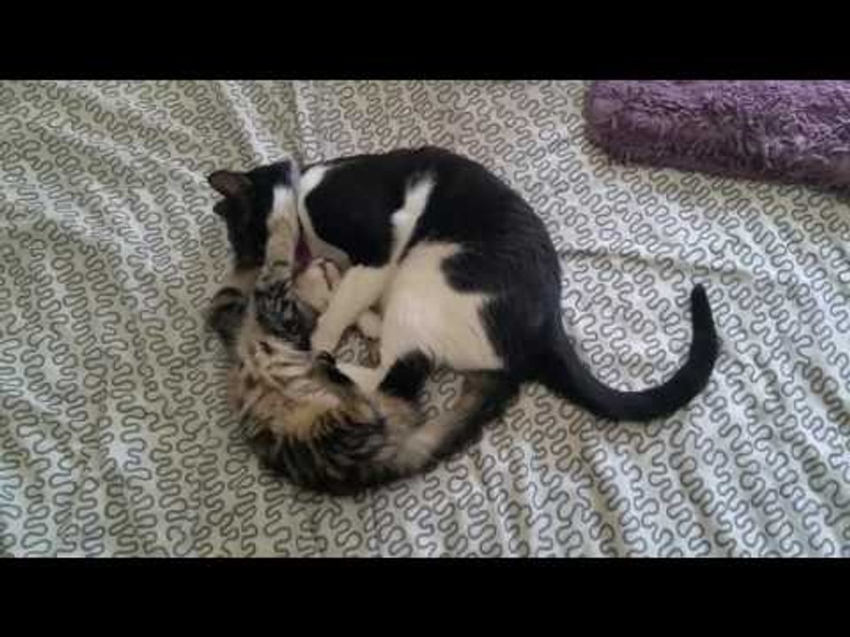 Cat vs. Kitten in Cutest Battle of the Century video Dailymotion