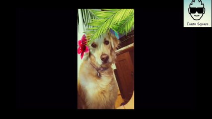 Top 10 Dog Face Made by Human Ever | Bangla Funny Video | Fantu Square