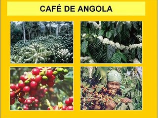 A  BATALHA DO CAFÉ  -ULTRAMAR PORTUGUÊS - ANGOLA