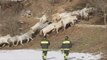 Norcia (PG) - Terremoto, messa in sicurezza del bestiame (24.01.17)