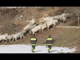Norcia (PG) - Terremoto, messa in sicurezza del bestiame (24.01.17)
