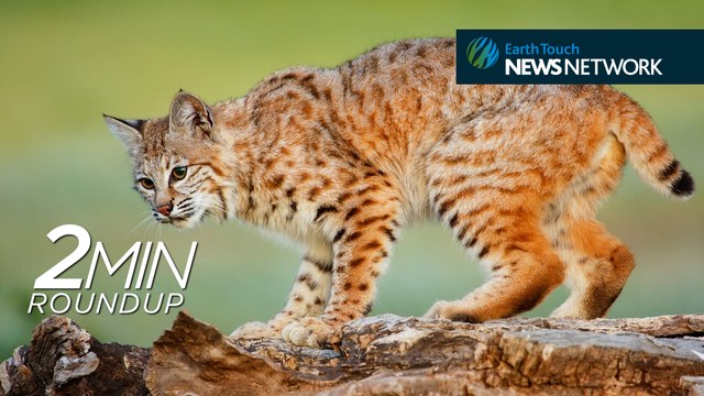 Kenyan wildlife under threat, necking giraffes & a bobcat balancing act