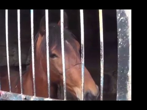 Palermo - Armi modificate e stalle clandestine a Ballarò (02.02.17)