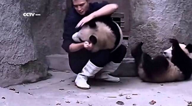 Cute video - Clingy pandas don’t want to take their medicine