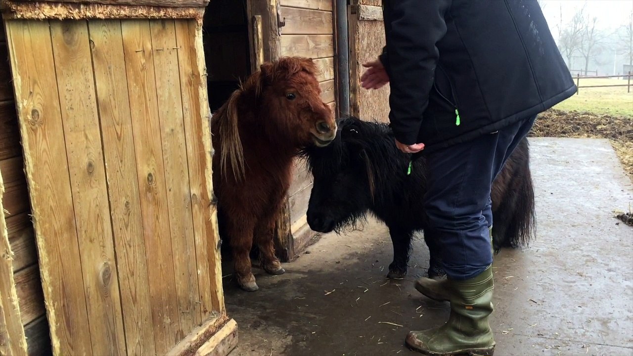Les animaux chez Mr Dodrimont