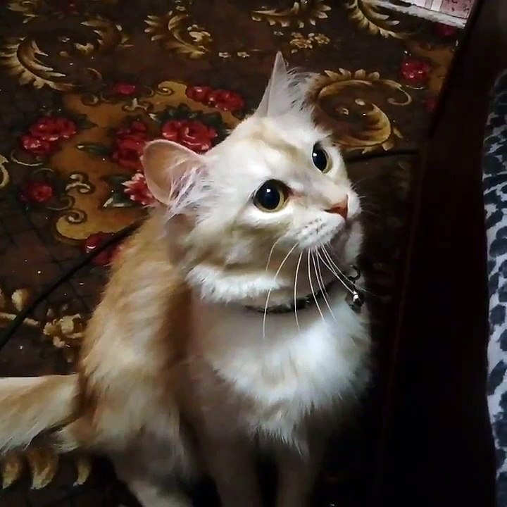 Смешная кошка