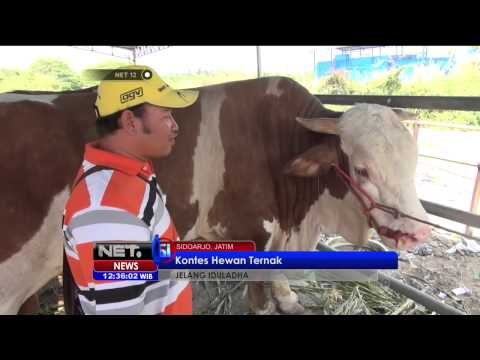 Jelang Idul Fitri, Dinas Peternakan Sidoarjo Gelar Kontes Hewan Kurban - NET12