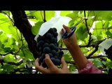 Destinasi Wisata Petik Anggur di Jepang - NET12