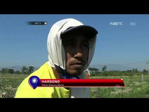 Hama Ulat Menyerang Bawang Merah - NET5