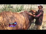 Sapi Qurban Loreng Dijual Seharga 30 Juta - NET24