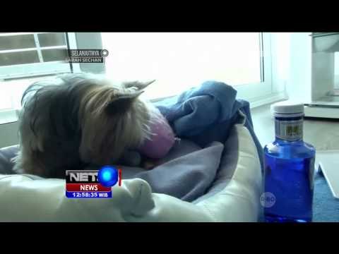 Layanan Hotel Mewah dan Unik untuk Hewan Kesayangan di Ibiza - NET12