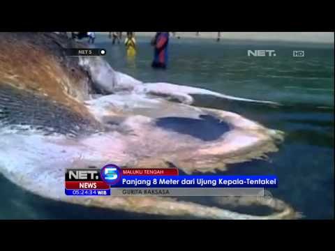 Seekor Gurita Raksasa Ditemukan Mati di Tepi Pantai Maluku Tengah - NET5