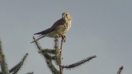 Le château de la Hunaudaye 1er Février 2017