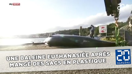 Norvège : Une baleine euthanasiée après avoir mangé  des sacs en plastique