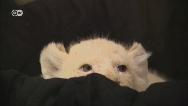 Raridade, filhotes de leões brancos são as estrelas de zoo alemão