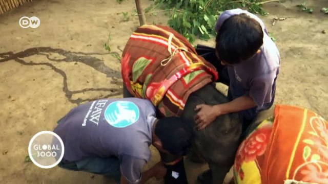 La escuela de bebés elefante | Global 3000