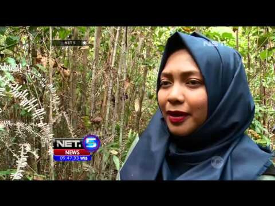 Destinasi Wisata Hutan Pelawan Bangka - NET5