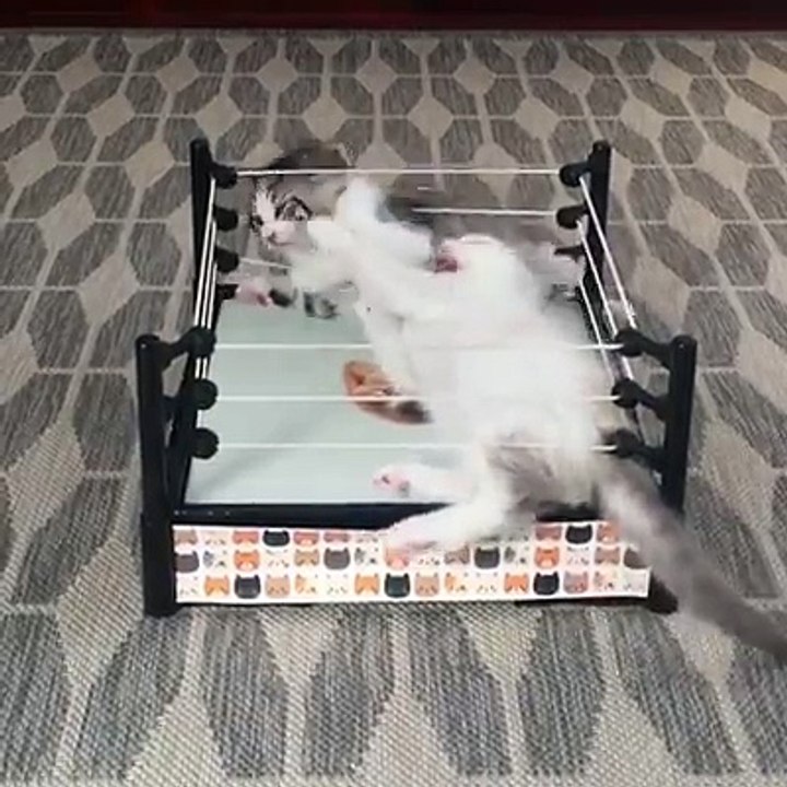 Funny Kitty Fight Ever