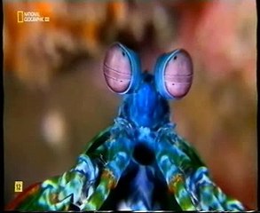 Luz polarizada circular: Vision del camaron mantis