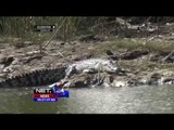 Kawanan Buaya Muncul di Muara Sungai, Warga Resah - NET24
