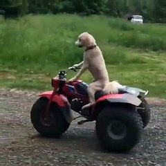 Atv Kullanan Köpek