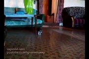 Ce chaton a vu un « intrus » dans sa maison. Sa réaction est la plus drôle qui soit !