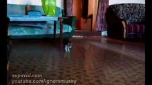 Ce chaton a vu un « intrus » dans sa maison. Sa réaction est la plus drôle qui soit !