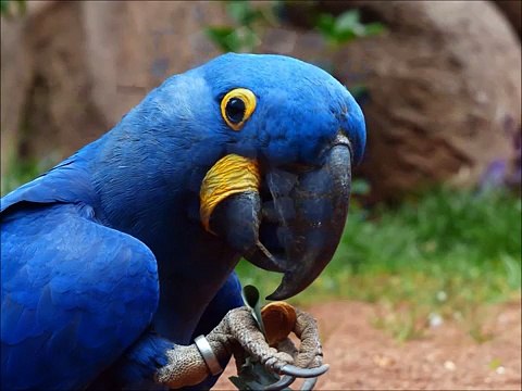 Learn Colors for Babies, Toddlers, Kids & Children | Learning Videos for Toddlers | Learn Color Blue