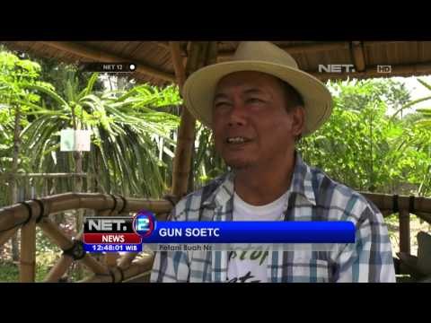 Gun Sutopo, Petani asal Yogyakarta yang Mengembangkan Buah Naga - NET 12