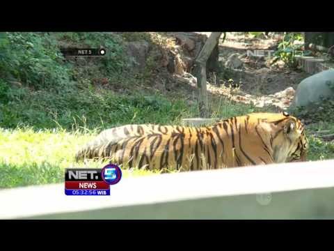 Agenda Kebun Binatang Surabaya, Ikon Kebanggaan Warga Jawa Timur - NET5