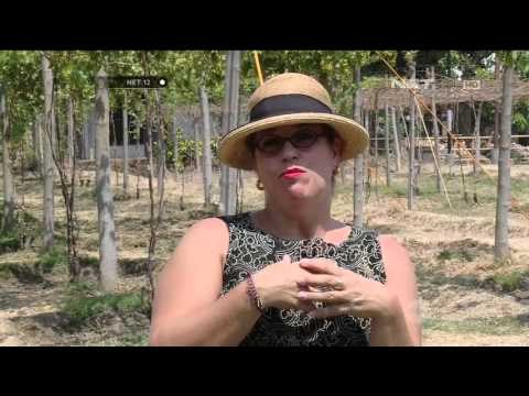 Anggur Bali yang Berpotensi Dibuat Wine - NET 12