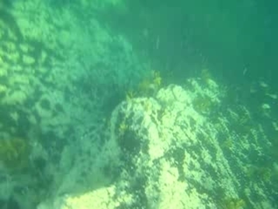 Poissons