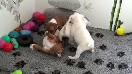 52ème vidéo Chiots de la 27ème portée de STAFFORDLAND