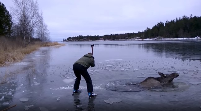 Des Suédois portent secours à un élan coincé dans un lac gelé