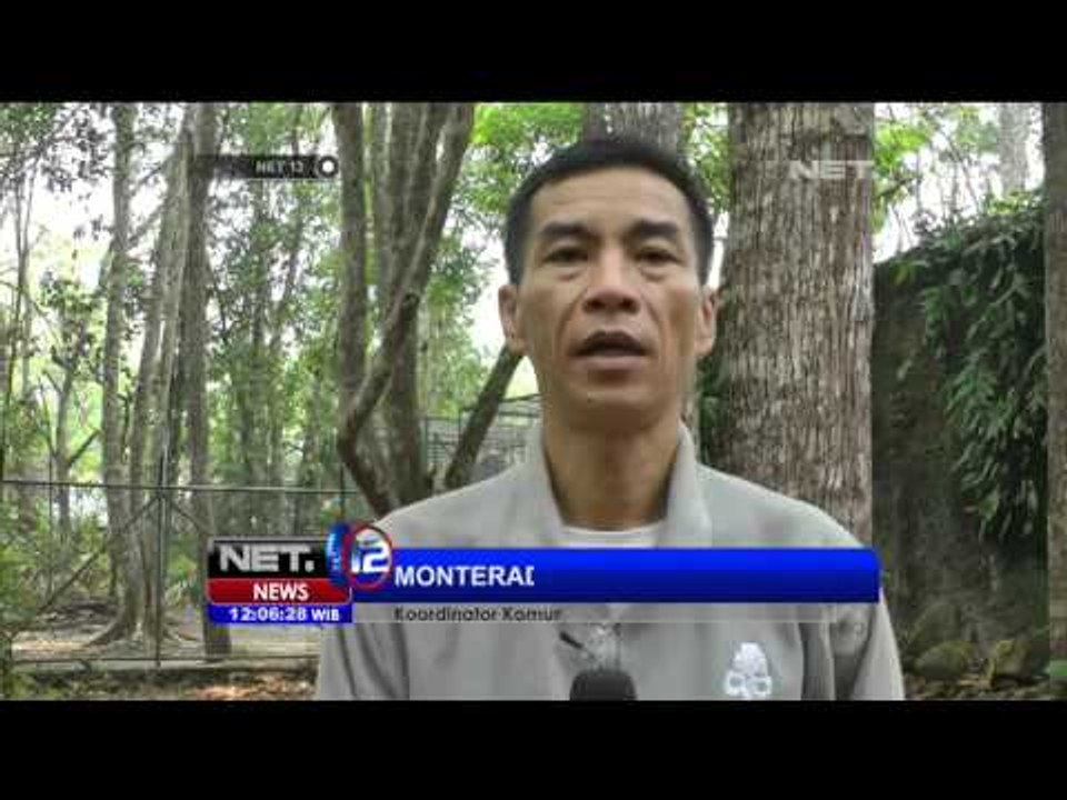 Aktivis, Chanee Kalaweit, Meminta Pemerintah Lebih Gesit Atasi Kebakaran Hutan - NET12