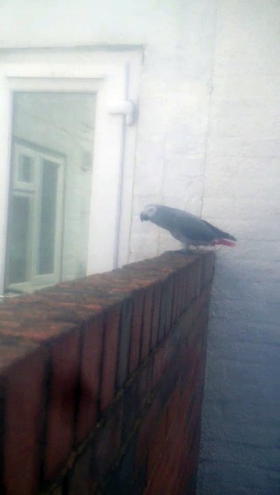 Funny Parrot - African Grey