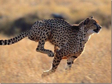 Суперхищники. Гепард – самое быстрое животное на планете. Фильм Nat Geo Wild HD