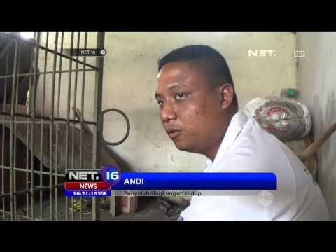 Warga Ciamis Tangkap Seekor Macan Tutul yang Berkeliaran di Kebun Warga - NET16